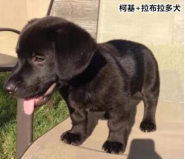柯基的基因有多強(qiáng)？快來看這款狗狗手板模型！